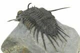 Spiny Psychopyge Trilobite - Short Snout Variant #350475-5